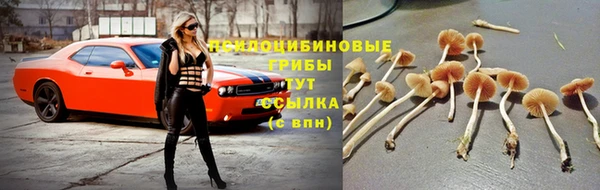 индика Дмитровск
